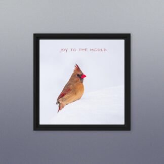 Winter Cardinal Framed Photo Canvas, Joy to the World